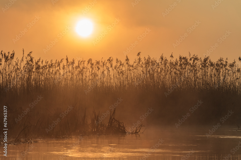 Naklejka premium sunrise among reeds