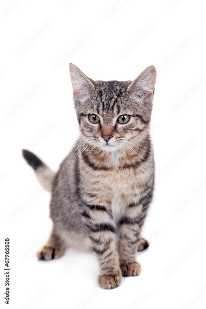 Thin adult tabby cat