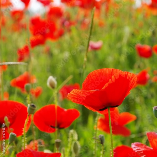 Klatschmohn - corn poppy 54