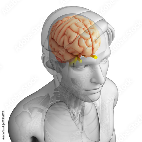 Human brain antomy photo