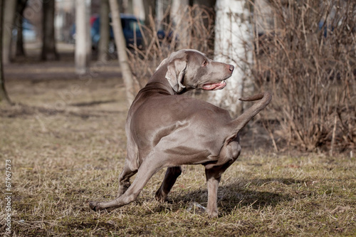 Weimaraner dog outside photo