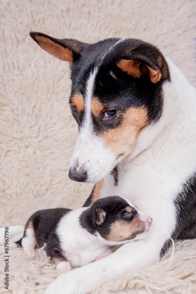 Newborn basenji puppy with mother