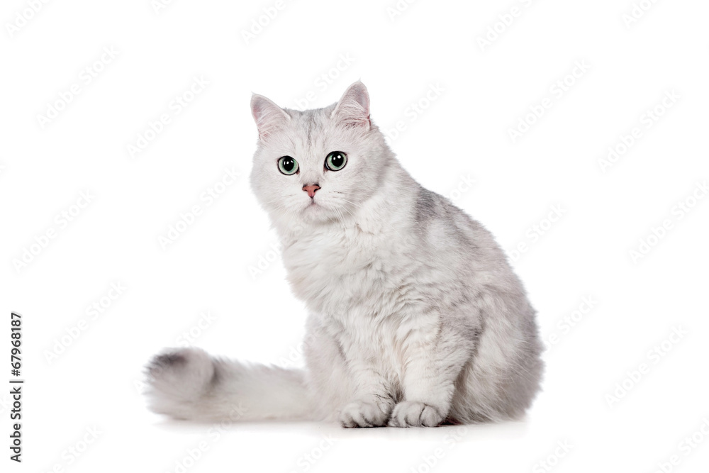 Mixed-breed cat on white