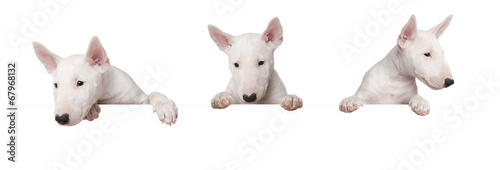 Leinwand Poster Süße Hunde Welpen isoliert auf weissem Hintergrund
