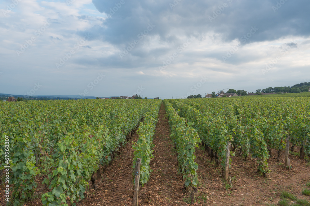 Wine of Pommard in Bourgogne
