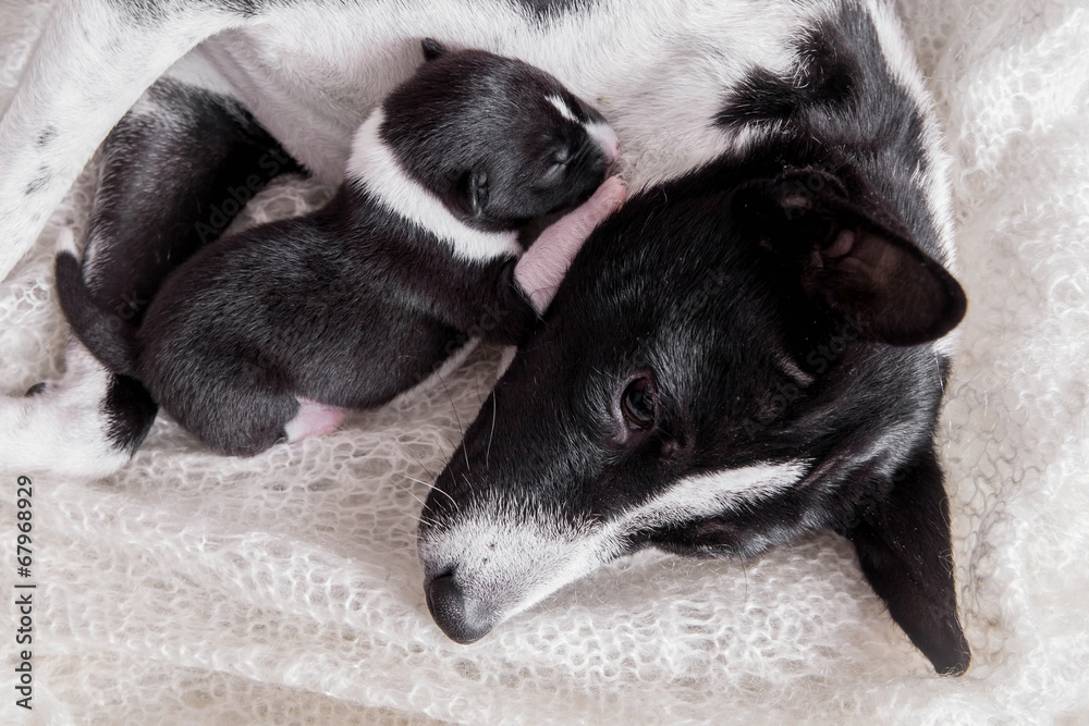 Newborn basenji puppy with mother Newborn basenji puppy with mother