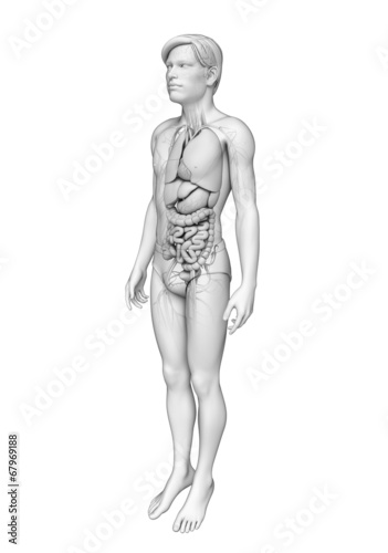 Digestive system of male anatomy © pixdesign123