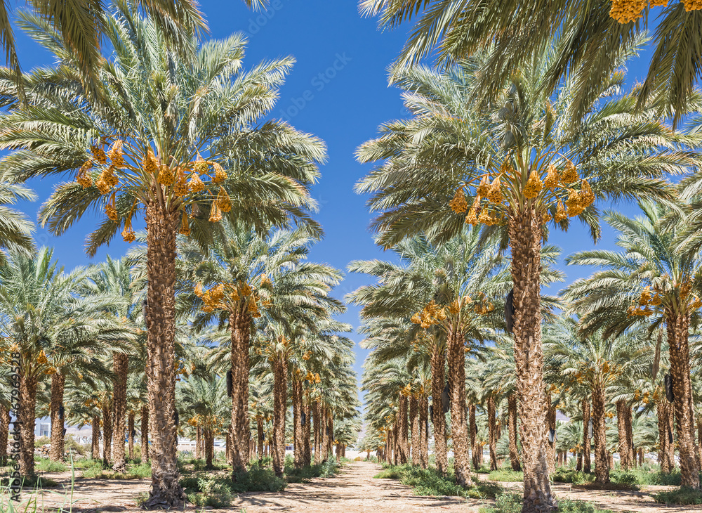 Plantation of date's palms