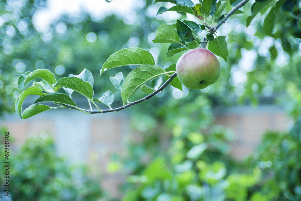 Green apple on a branch