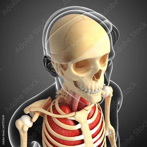 Bilde på lerret Male head anatomy