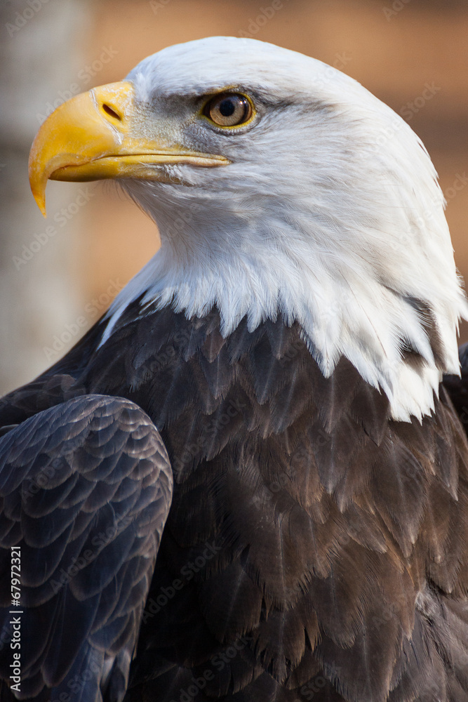 A portrait of an American bald eagle A portrait of an American bald eagle