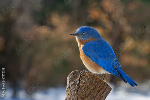 An eastern blue bird perched on a stump in the winter