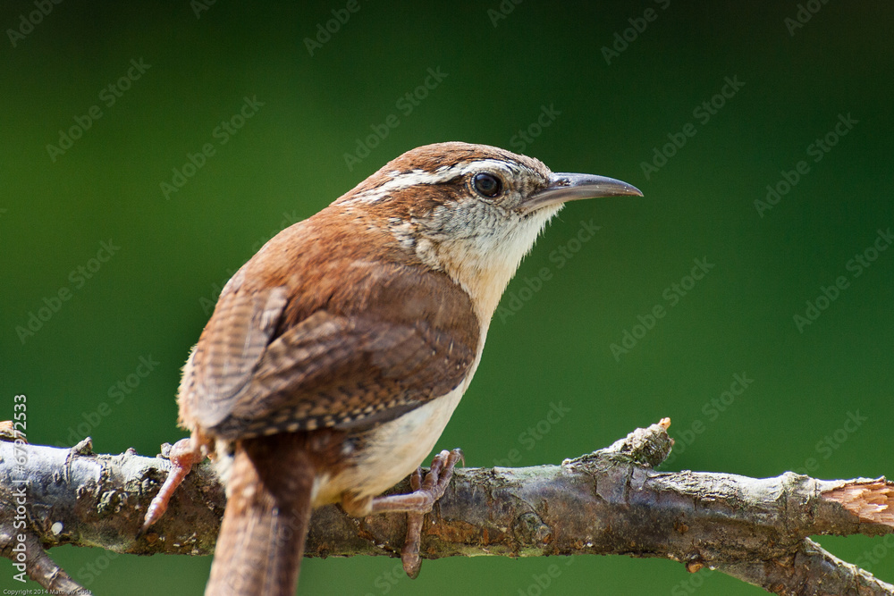 Fototapeta premium A portrait of a Carolina wren