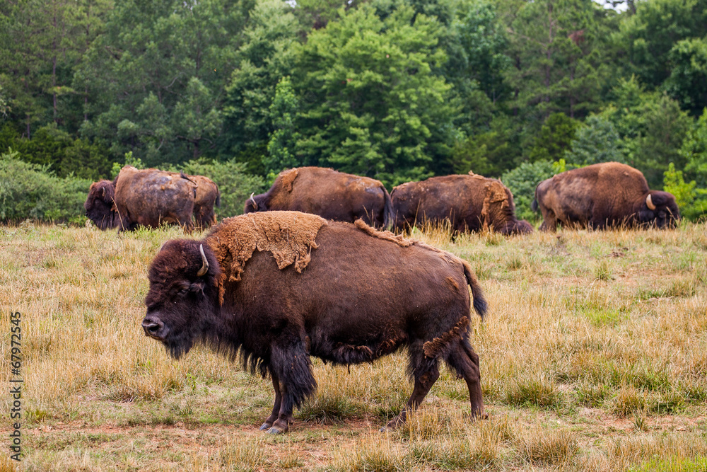 A bison herd grazing in a field