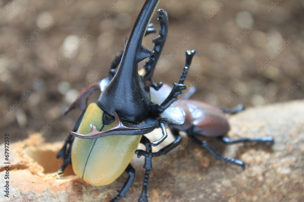 カブトムシ対クワガタ Stock 写真 Adobe Stock