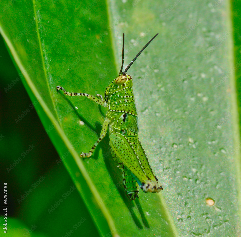 side view of green grasshopper with black dot hanging on leaf side view of green grasshopper with black dot hanging on leaf