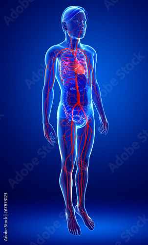 Human arterie anatomy