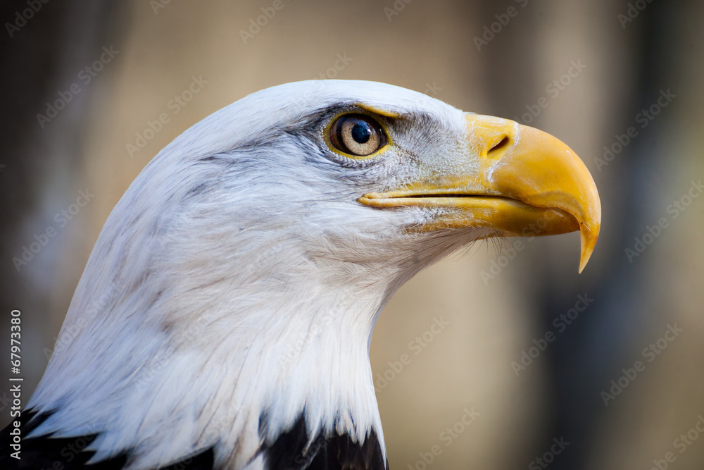 Fototapeta premium American Bald Eagle