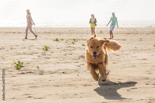 Golden Retriever Dog running at the beach photo