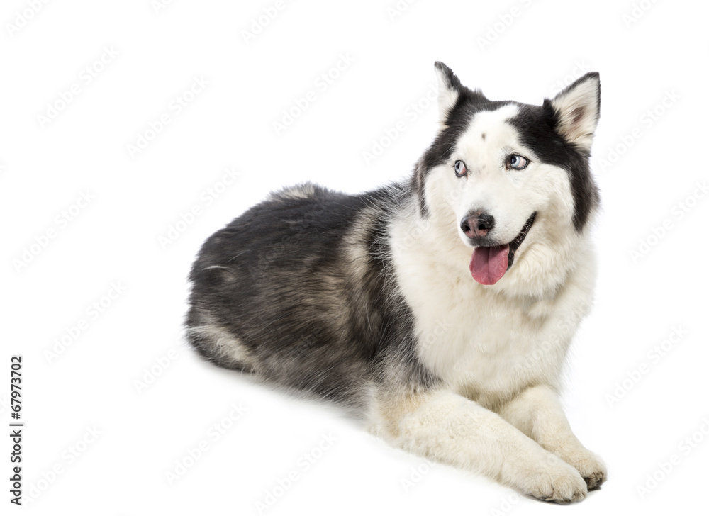 Alaskan Malamute or Husky Dog Isolated on White