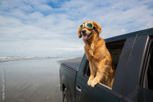 Fototapeta Naklejka Na Ścianę i Meble -  dog in aviator glasses driving in a truck