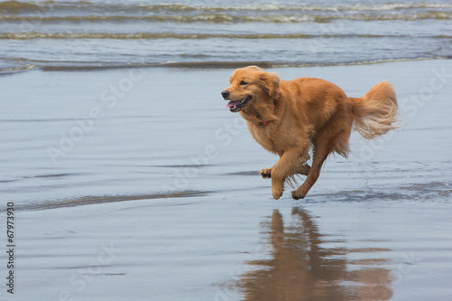 golden retriever dog running fast at the beach