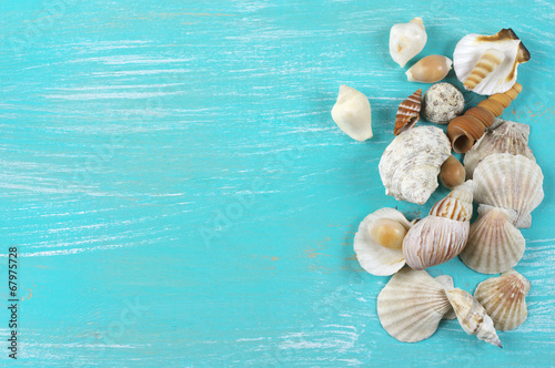 Seashells collecton