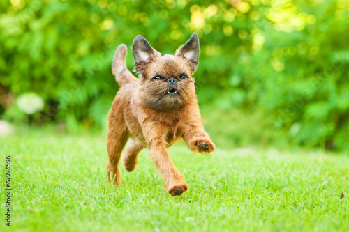 Brussels griffon dog running outdoors photo
