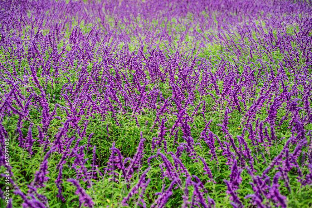 Obraz premium Lavender