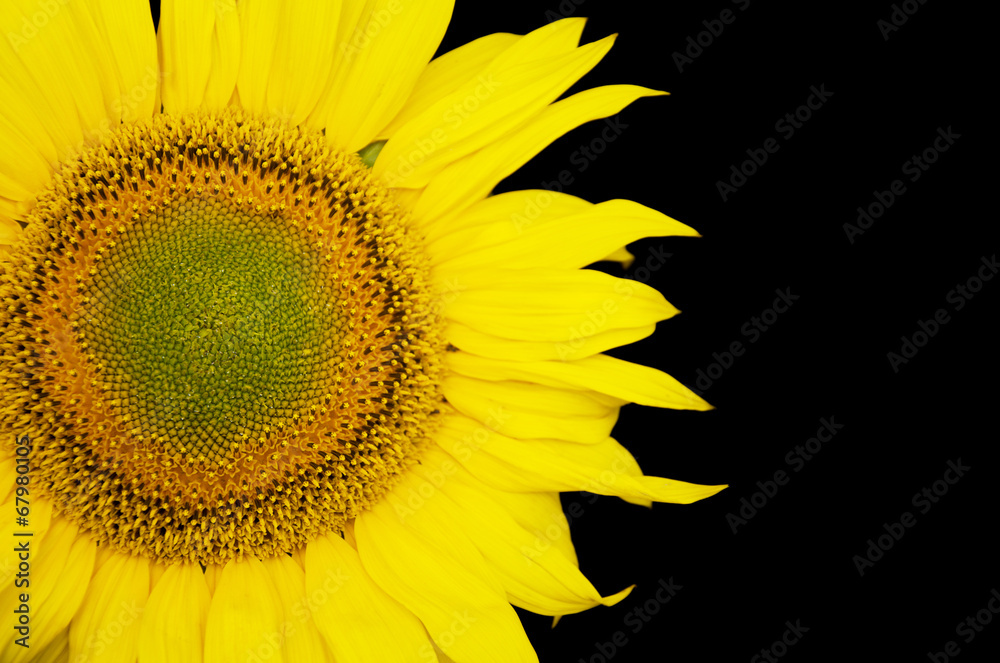 Obraz premium Sunflower