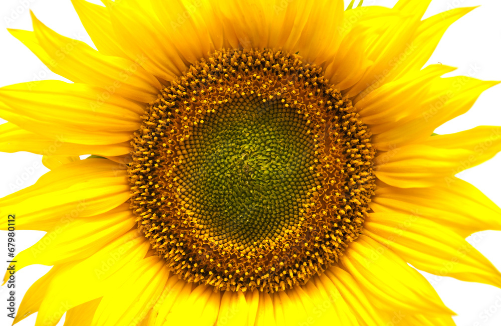 Fototapeta premium Sunflower
