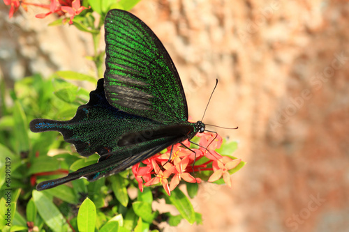 Ryukyu peacock (Papilio okinawensis) in Ishigaki Island, Japan photo