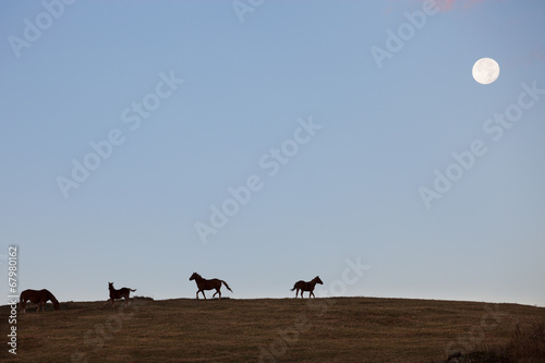 Horses on the hill © Nickolay Khoroshkov