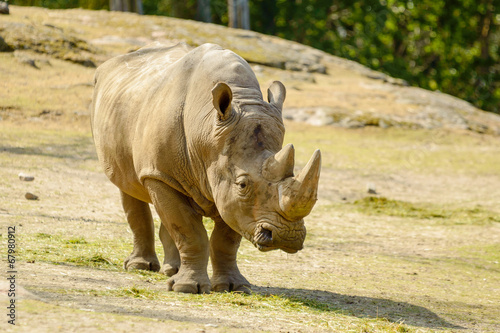 White rhinoceros