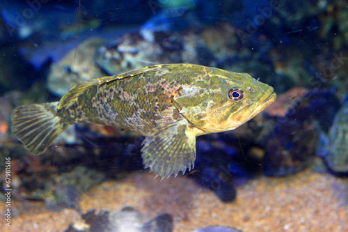 Rockfish or Ocean perch (Sebastes pachycephalus) in Japan 