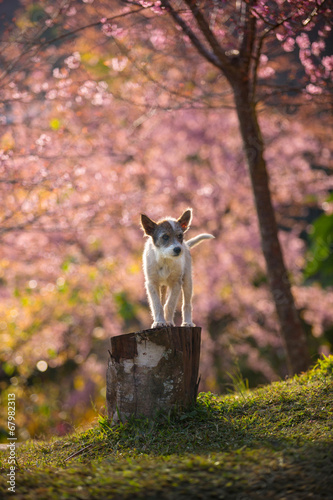 The little dog of Pink Cherry blossom at Chiangmai Thailand photo