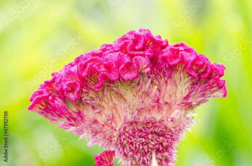 Celosia or Wool flowers or Cockscomb flower
