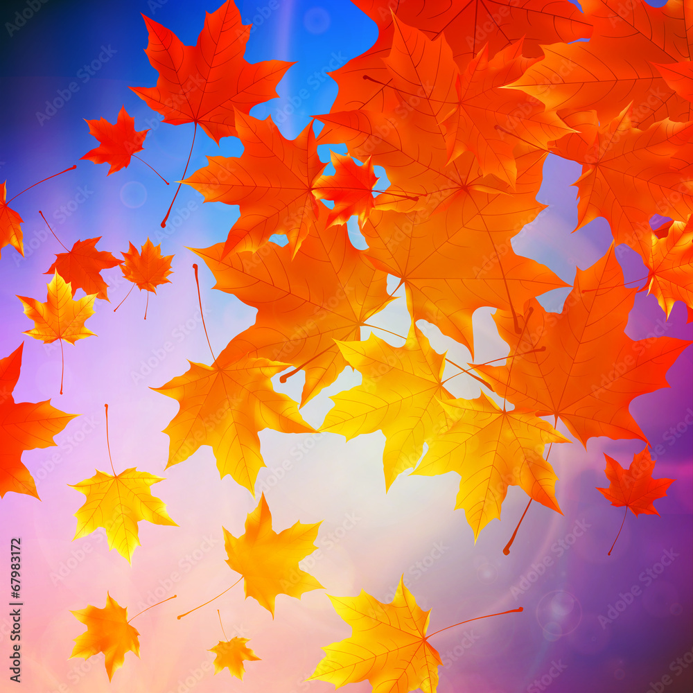 Fototapeta premium Beautiful autumn Leaves.