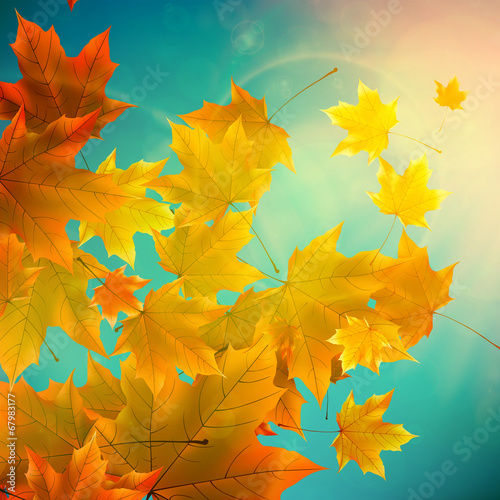 Beautiful autumn Leaves.