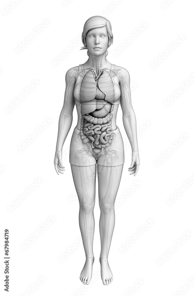 Digestive system of female anatomy