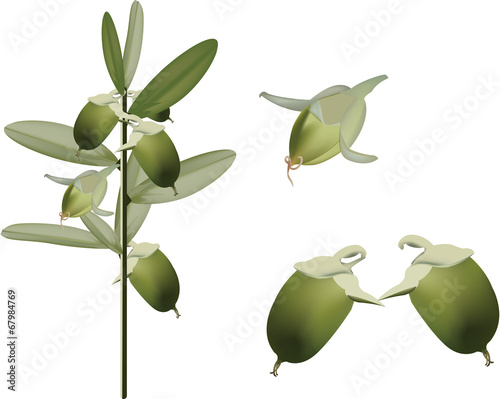 frutto jojoba