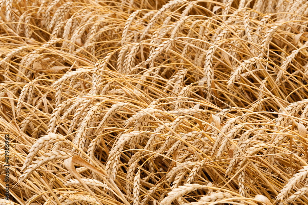 wheat corn wheat corn