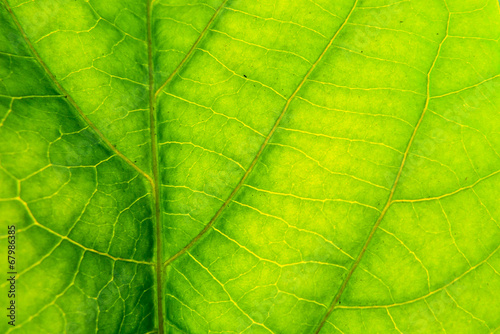 ecology green leave texture background
