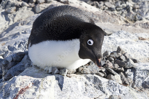 Schilderij op canvas female Adelie penguin sitting on the nest and frightening observ