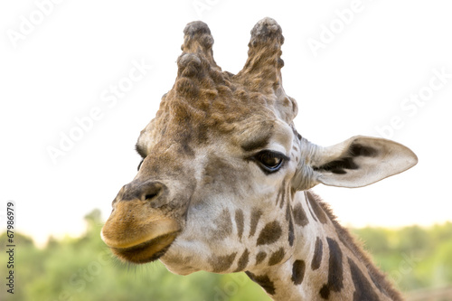 closeup portrait of a giraffe © lester120