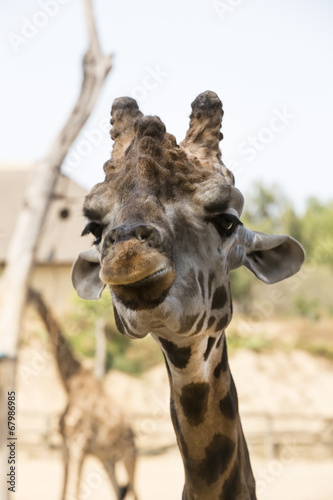 Fototapeta Naklejka Na Ścianę i Meble -  closeup portrait of a giraffe
