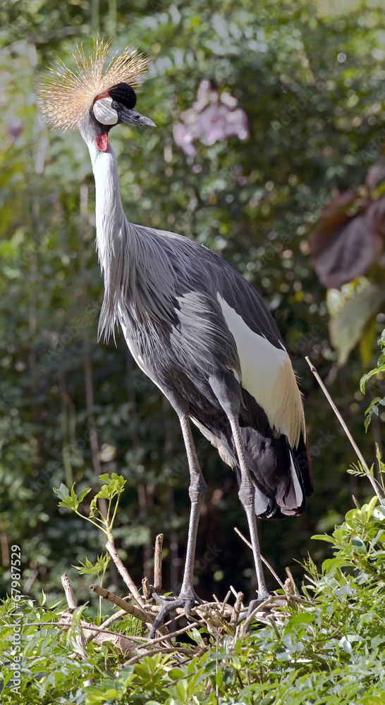 Fototapeta premium Black crowned crane