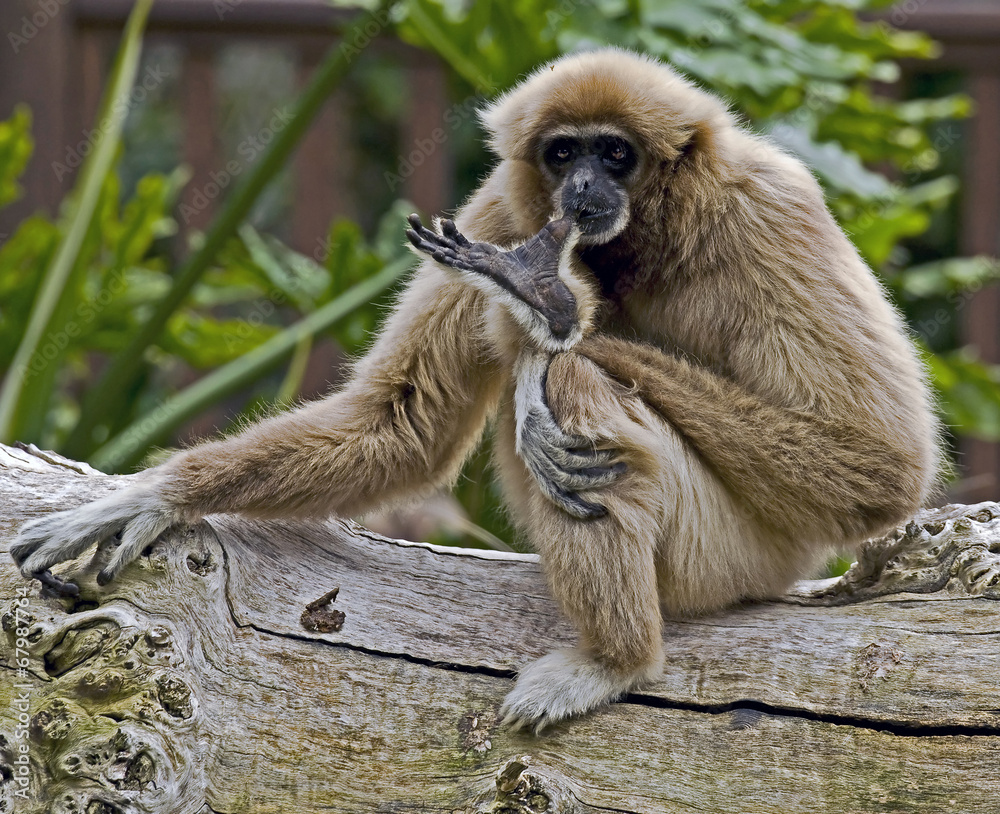 Fototapeta premium White-handed gibbon