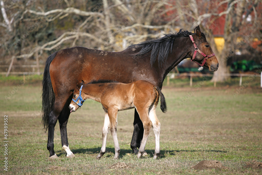Mare and foal are together in the field.