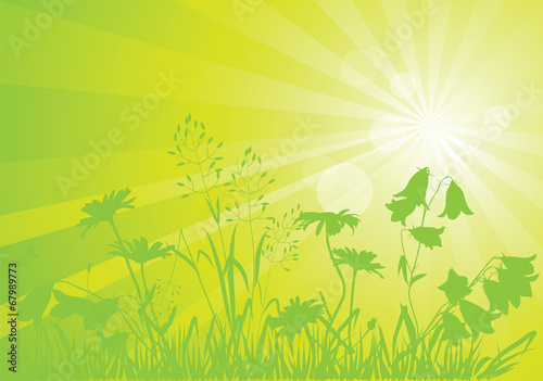 sunny meadow